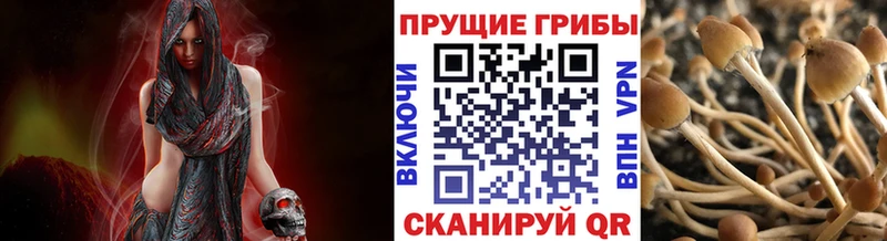 даркнет сайт  Полысаево  Псилоцибиновые грибы Cubensis 
